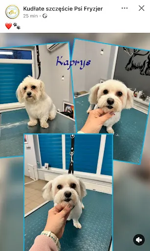 Psi fryzjer Konin groomer Kudłate Szczęście, fryzjer dla psów, zwierząt Konin, salon dla psów, salonik dla psów, spa